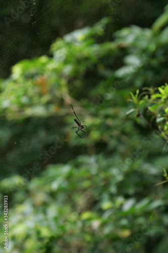 Orchard spider is working on it's web