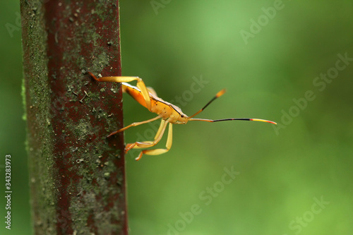 Close up of a Pentatomomorpha photo