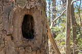 large woodpecker hole in tree trunk