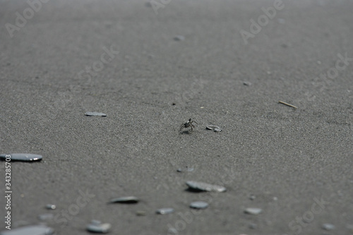 Close up shot of a Ocypode crab walking around in a beach
