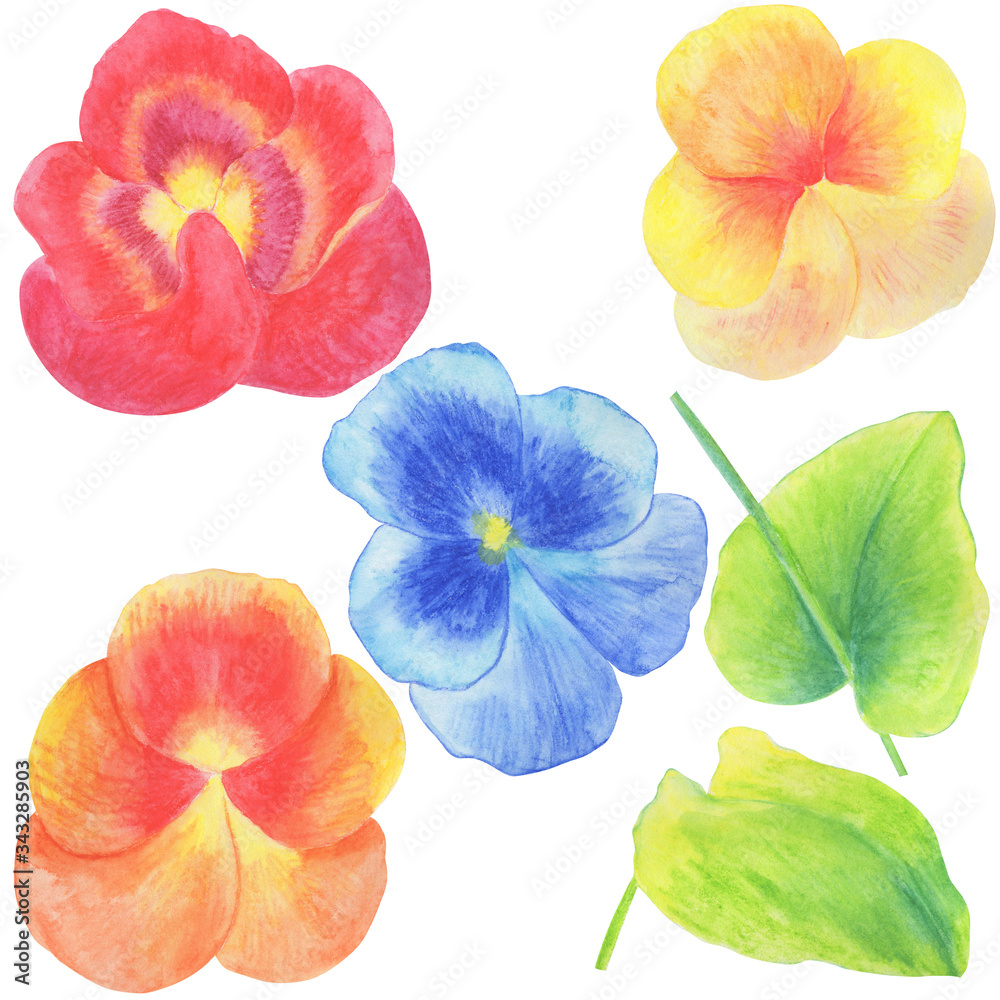 Watercolor illustration, set of flowers and leaves of viola, isolate on a white background, elements for decoration of wedding invitations, greetings and cards