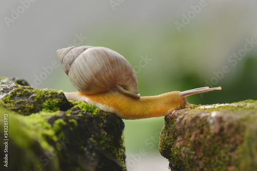 Snail walking to another rock