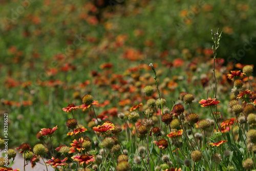 Many Gaillardia grandiflora blossom