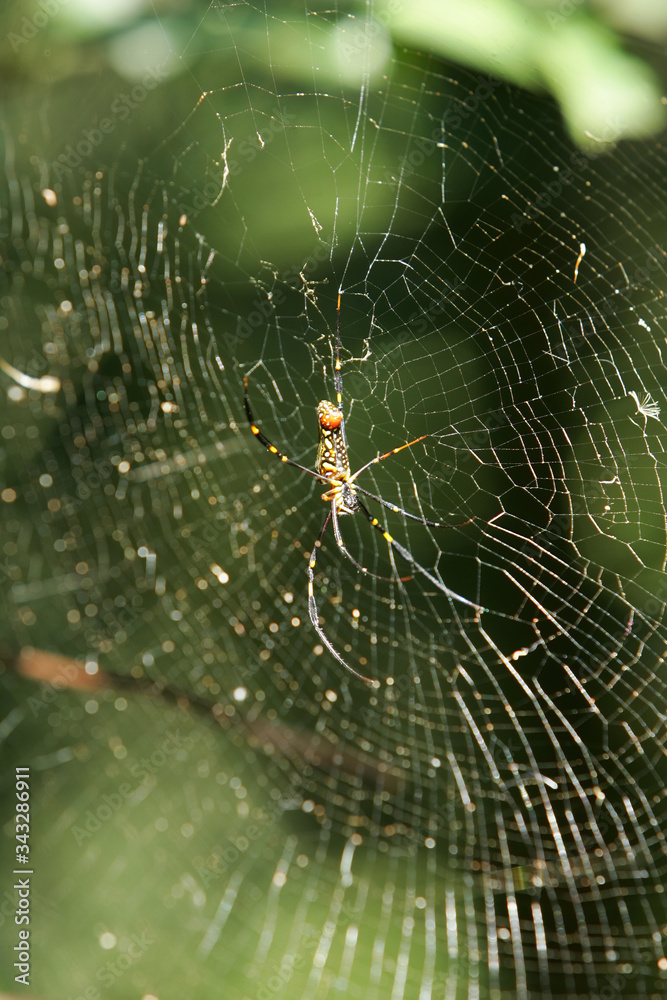 Close up shot of an Orchard spider