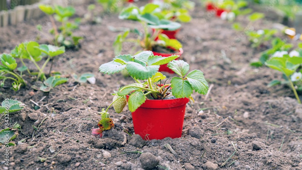planting strawberries, red pots with strawberry seedlings are on the bed