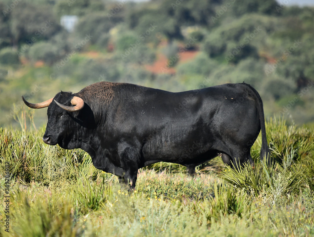 spanish bull with big horns on the spanish cattle farm spanish bull with big horns on the spanish cattle farm