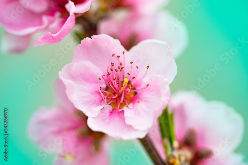 Bright spring background with flowers of fruit trees. Spring. Spring Garden. Close-up.