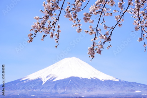 河口湖畔から望む富士山と青い空と桜 