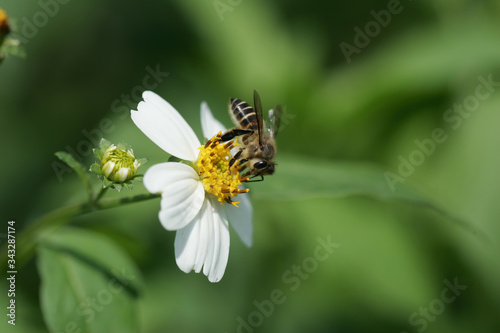 Close up shot of bee on chamomile © Kit Leong