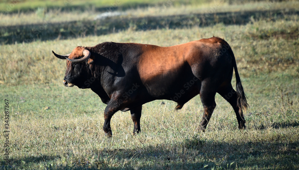 spanish bull with big horns on the spanish cattle farm
