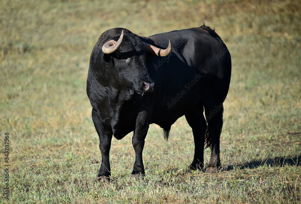 spanish bull with big horns on the spanish cattle farm spanish bull with big horns on the spanish cattle farm