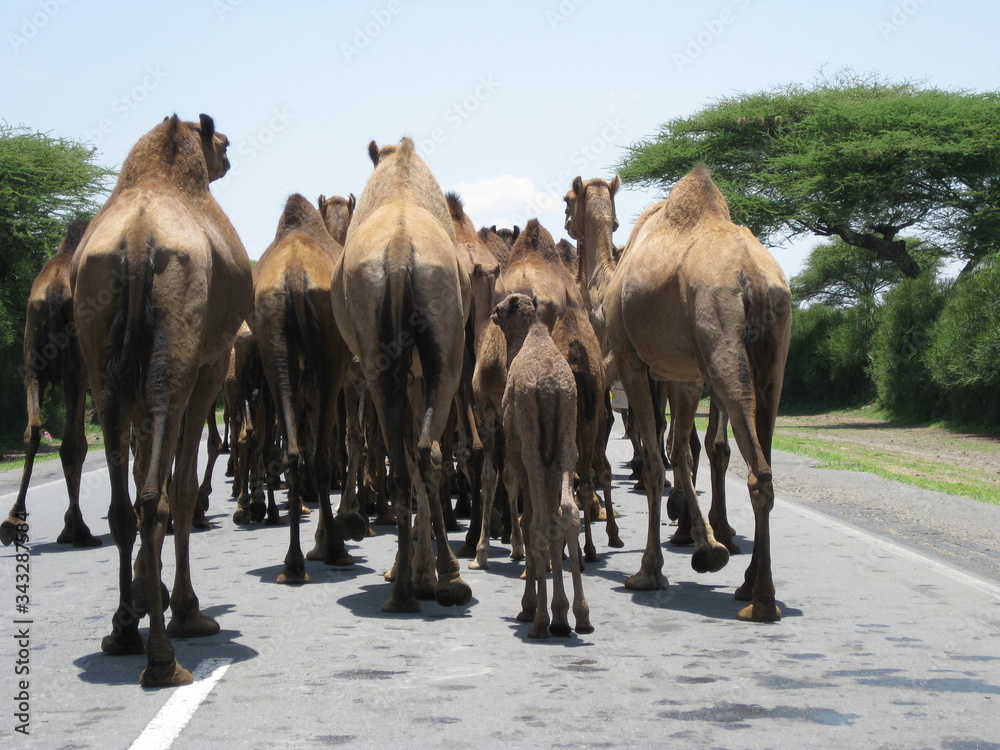 Naklejka premium Camels marching