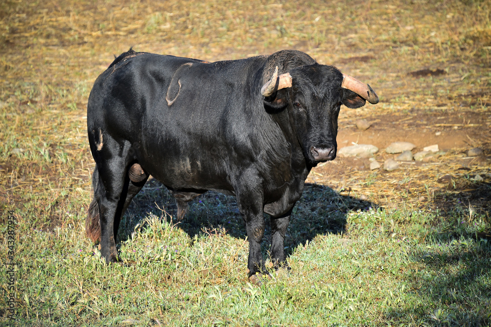 spanish bull with big horns on the spanish cattle farm spanish bull with big horns on the spanish cattle farm