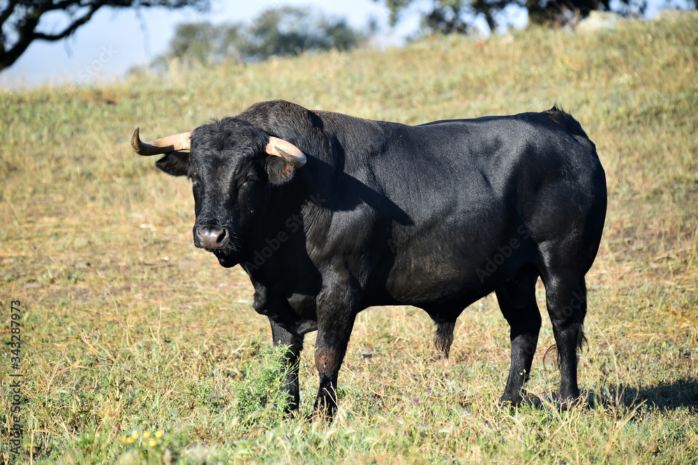 spanish bull with big horns on the spanish cattle farm spanish bull with big horns on the spanish cattle farm