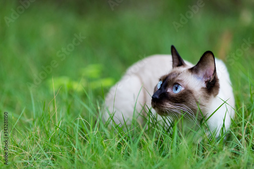 White blue eyed siamese cat sitting and in green grass