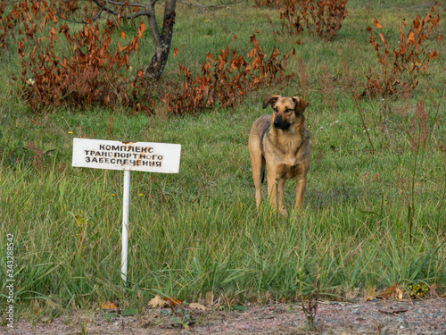 Bild auf Leinwand Stray dog in Chernobyl Exclusion Zone, Chernobyl