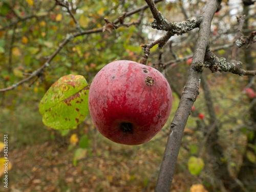 Red apple hanging on a tree in Chernobyl Exclusion Zone. Ukraine