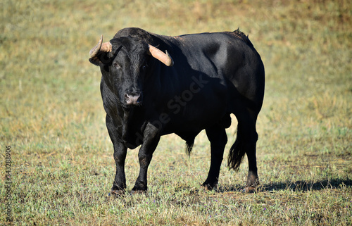spanish bull with big horns on the spanish cattle farm