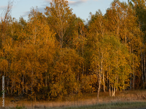 Red forest in Chernobyl Exclusion Zone - during autumn.
