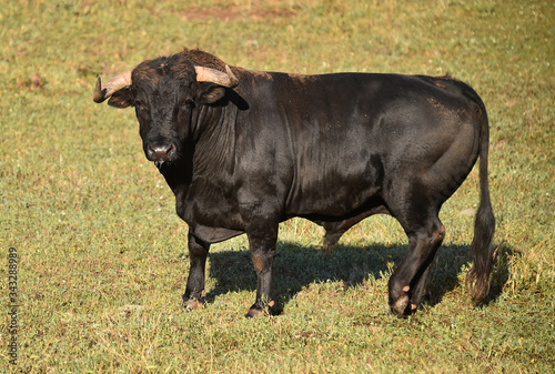 Fototapeta Naklejka Na Ścianę i Meble -  a strong bull on the spanish cattle farm