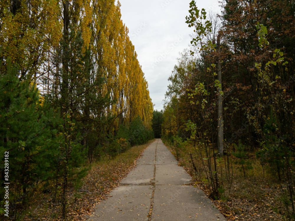 Naklejka premium Previous roads and alleys are taken by trees and bushes. Ghost town of Pripyat, Chernobyl Exclusion Zone. Ukraine.