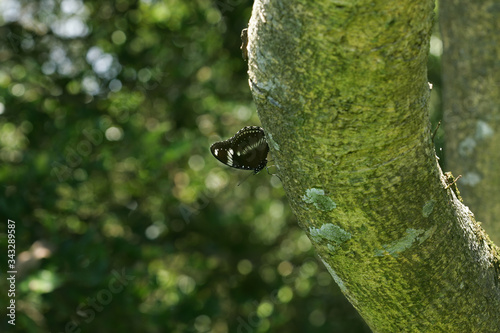 Close up shot of a Euploea core butterfly photo