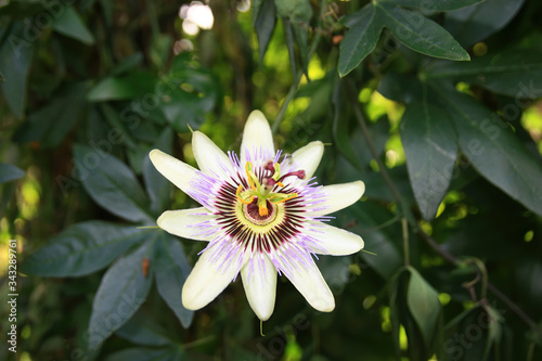 Close up shot of a Passiflora flower blossom photo