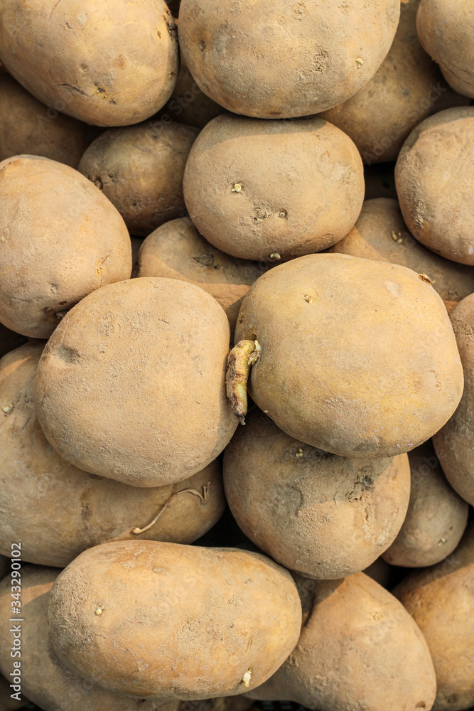 Planting potato texture top view