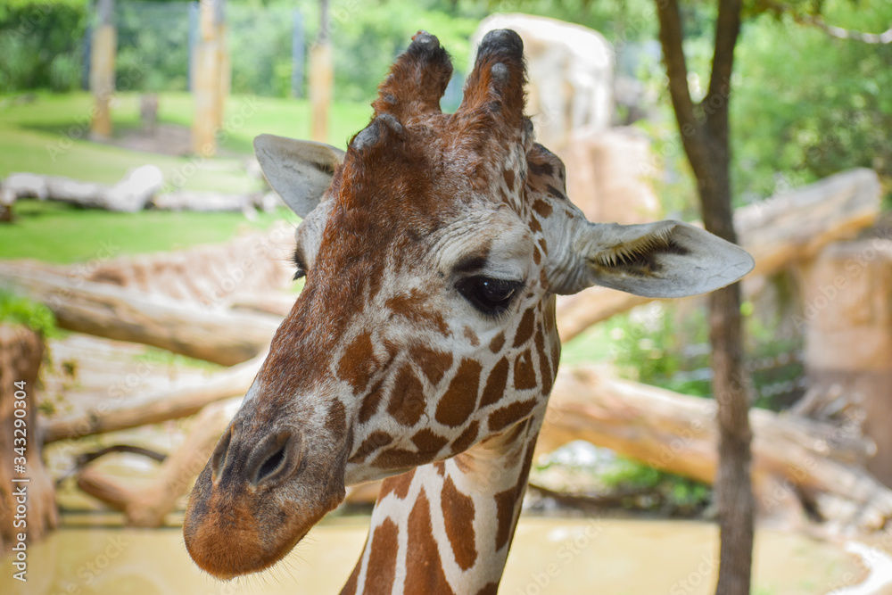 Fotografija Giraffe posing for picture