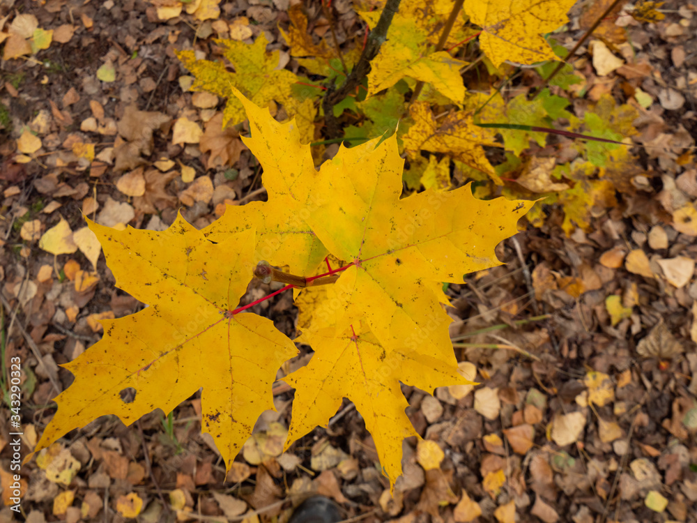 Close up of yellow autumn leaves.