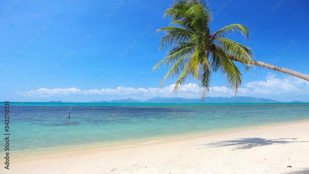 tropical beach and palm tree tropical beach and palm tree
