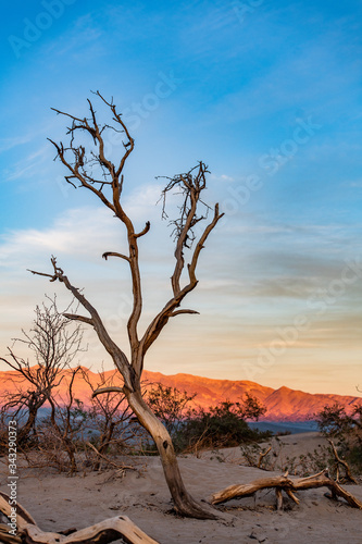 Dead tree and sand dunes on a sunset in the Death Valley National Park  California  USA.