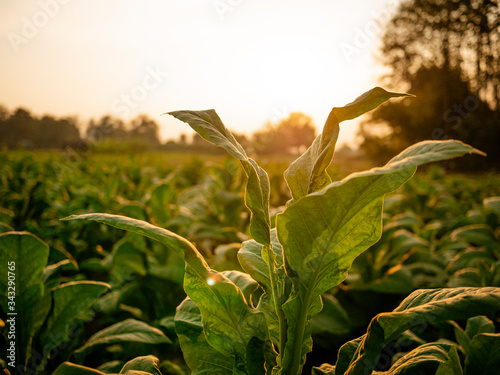 Tobacco leaf and tobacco tree in tobacco farm on sunset time.
