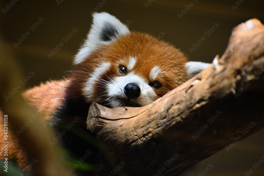 Fototapeta premium sleepy red panda