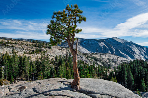 Idyllic tree at Olmsted point in Yosemite National Park. photo