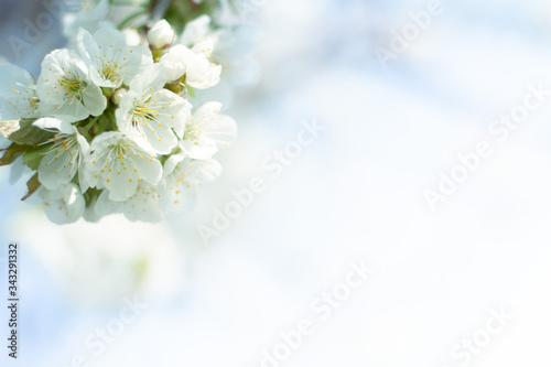 Cherry blossoms against a white-blue cloud background © AndrzejBoPhoto