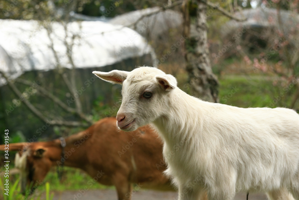Close up shot of two goat in a farm Close up shot of two goat in a farm
