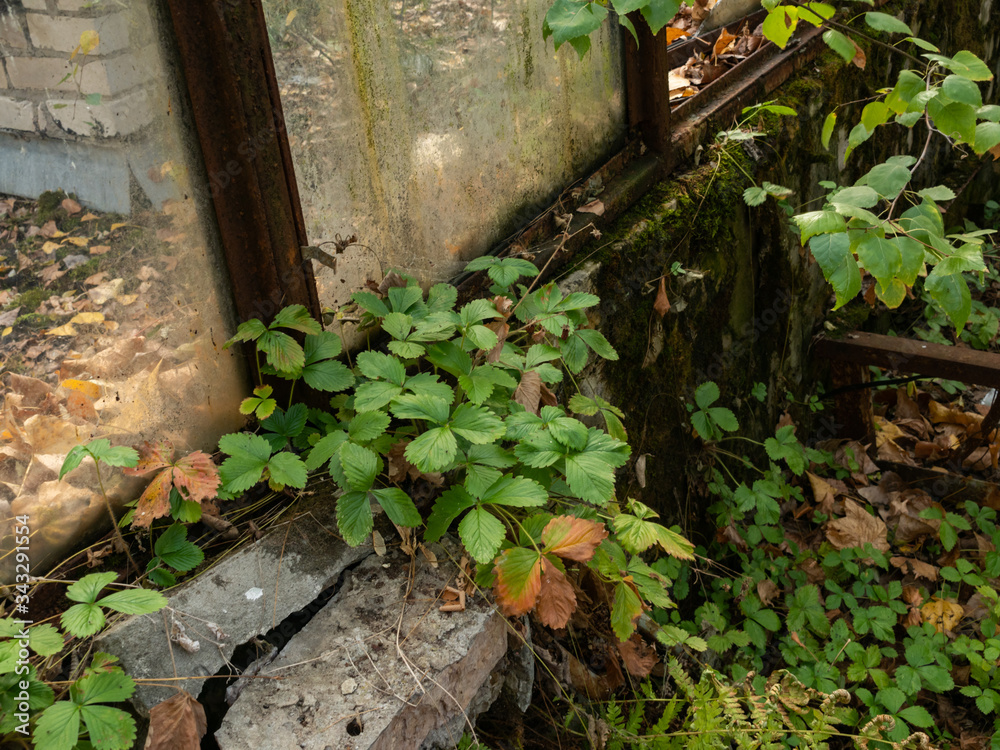 Strawberries in abandoned greenhouse in ghost town Pripyat. Chernobyl Exclusion Zone. Ukraine.