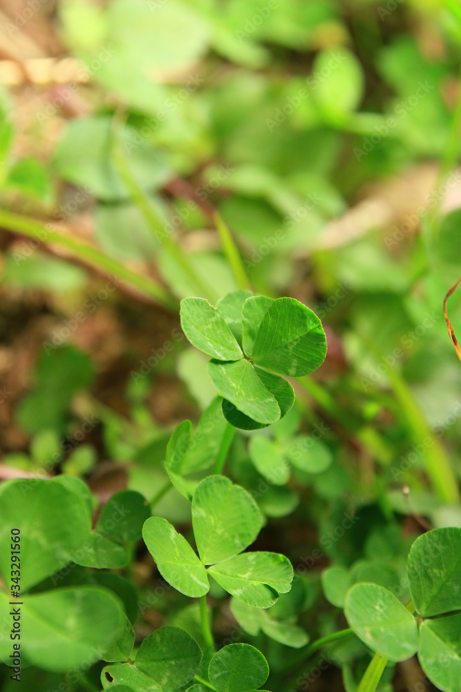 Close up shot of the beautiful Four leaf clover Close up shot of the beautiful Four leaf clover