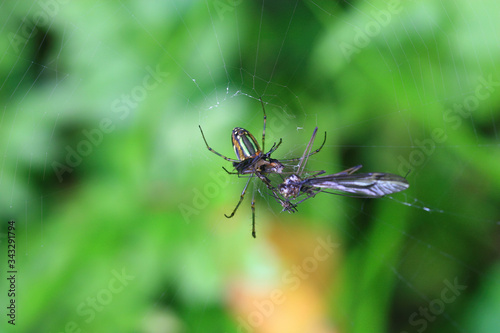 Close up shot of the Orchard spidera eating a big Mosquito