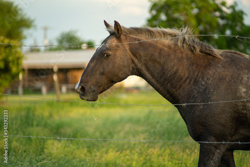 Fototapeta Naklejka Na Ścianę i Meble -  A friendly horse in rural Texas