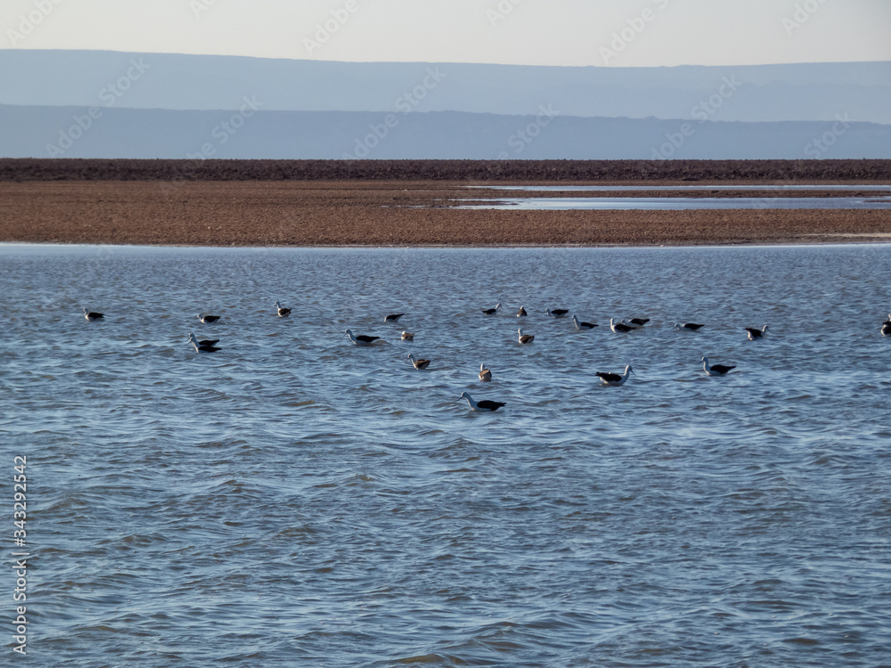 Habitat of flamingos and other wild species in the surroundings of San Pedro de Atacama Habitat of flamingos and other wild species in the surroundings of San Pedro de Atacama
