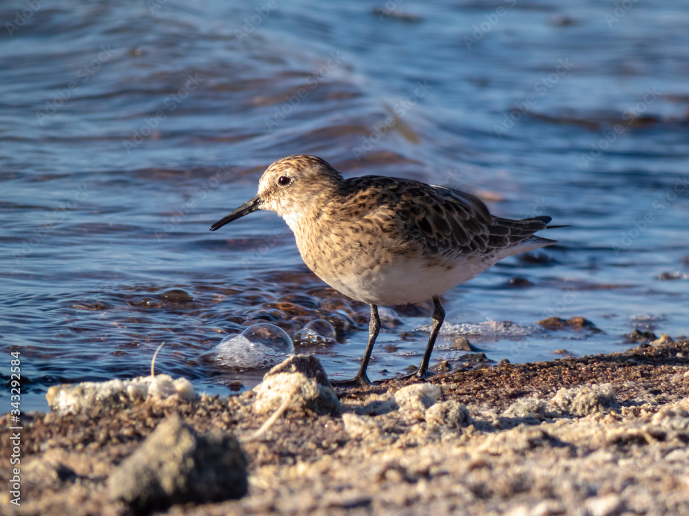 Habitat of flamingos and other wild species in the surroundings of San Pedro de Atacama Habitat of flamingos and other wild species in the surroundings of San Pedro de Atacama