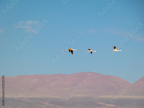 Habitat of flamingos and other wild species in the surroundings of San Pedro de Atacama