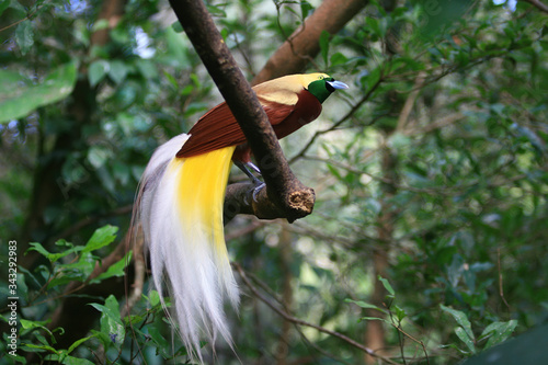 Close up shot of the Raggiana bird-of-paradise photo