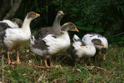 Close up shot of group of young goose © Kit Leong