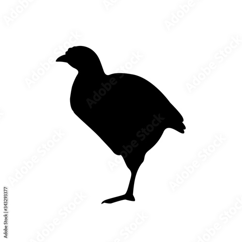 Farm animals chicken chick broiler vector icon
