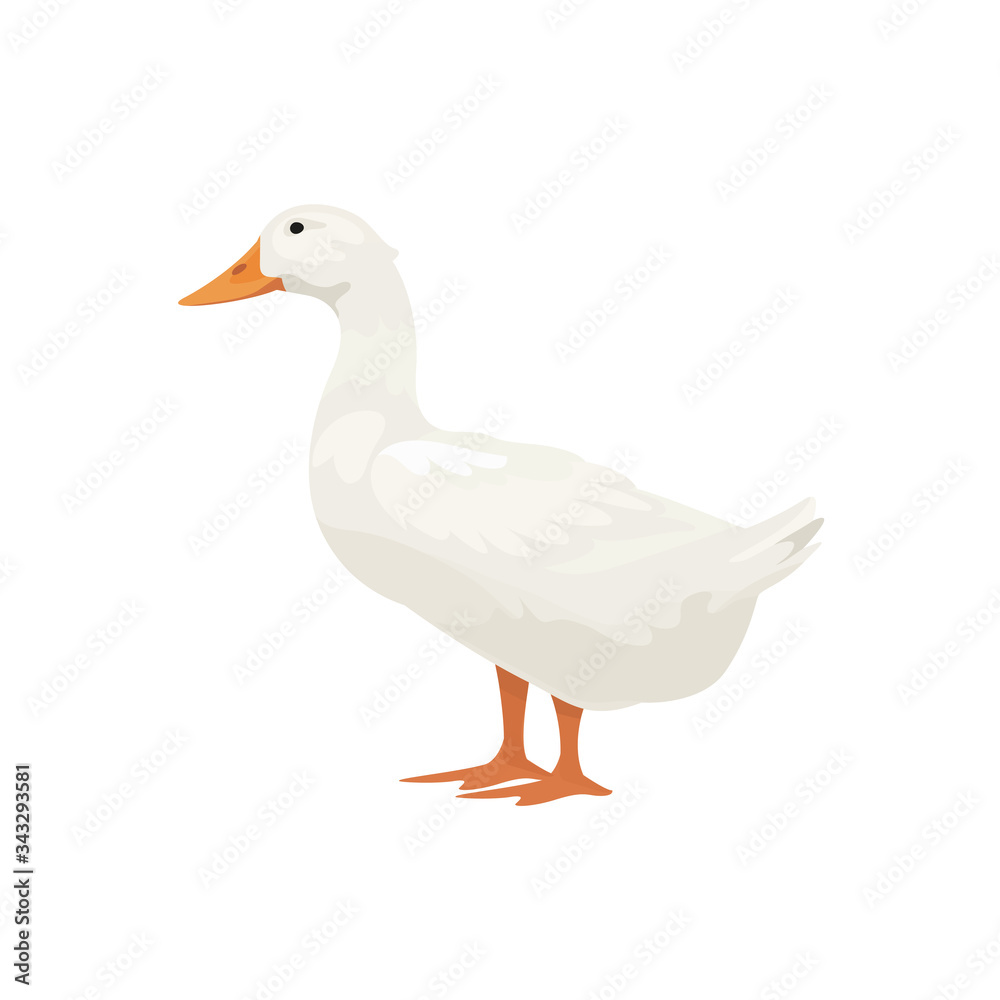 Farm Animals Duck Vector Illustration Farm Animals Duck Vector Illustration