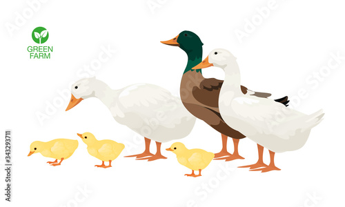 Farm Animals Duck Set Vector Illustration © happy_job