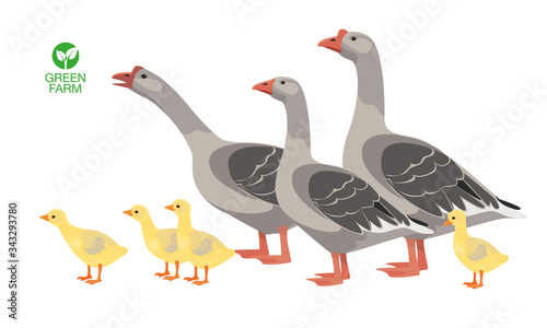 Fotografia Farm animals goose set vector illustration
